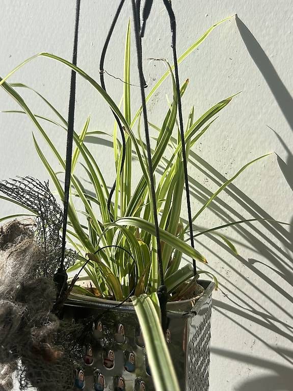 Pots de fleurs: Bepflanzte Raffel  – Neuf avec emballage d'origine à Frauenfeld par Irene.Schuppli 1