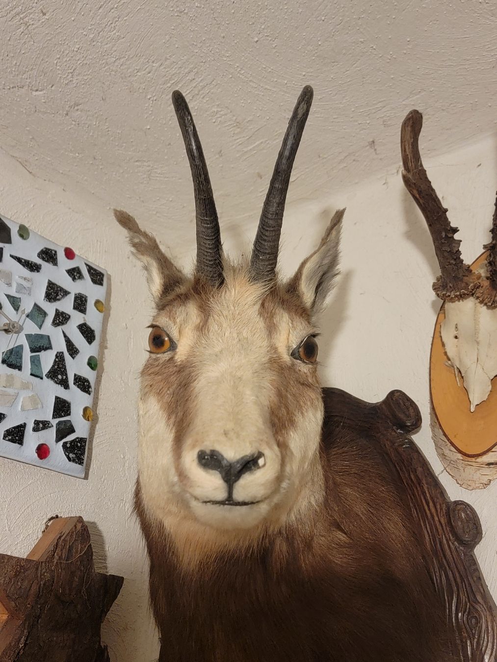 Welt der Tiere: Aysgestopfte Gams – Gebraucht aus Sils im Domleschg von platin01 4