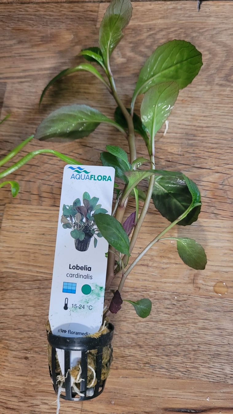 Plantes & graines: Labelia cardinalis – D'occasion à Saxon par Sebdem