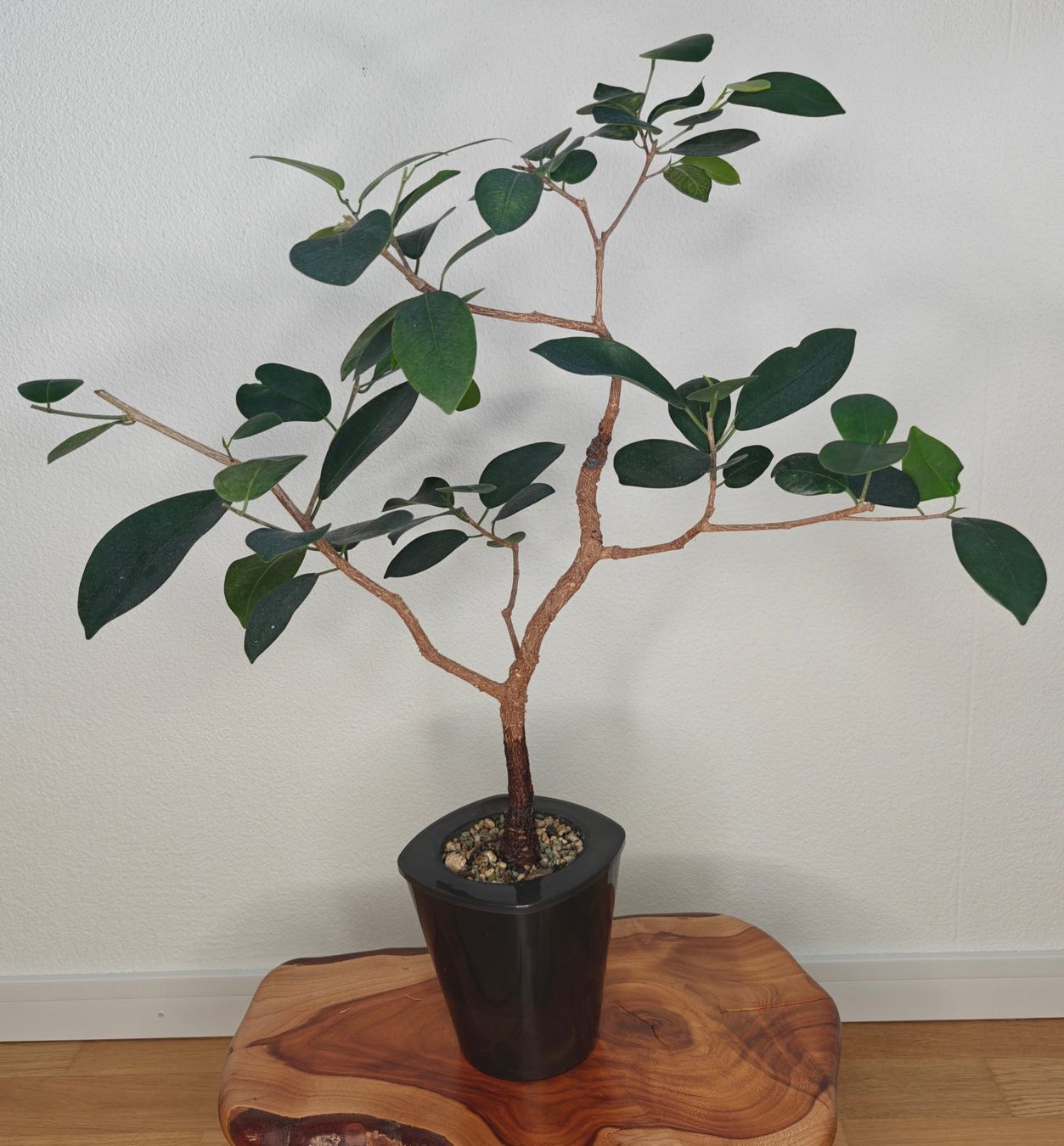 Pflanzen & Samen: Bonsai im Topf – Gebraucht aus Schlieren von Easy_care_plants