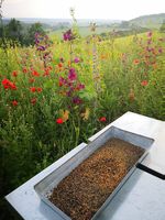 Bienenpollen 1kg