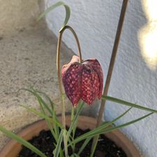 Profile image of Sonnespex.20