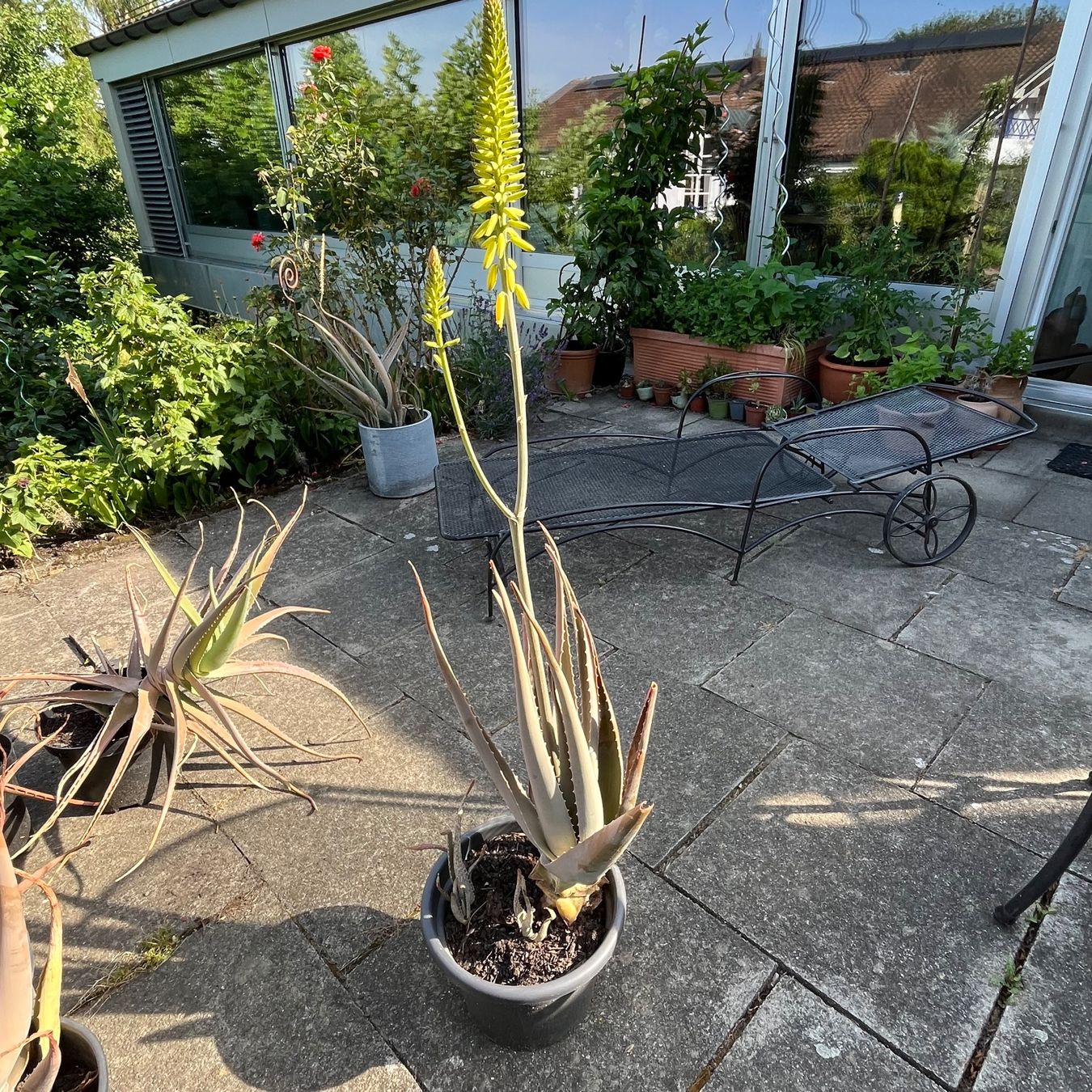 Plantes & graines: Aloe Vera Bio – Neuf avec emballage d'origine à St.Gallen par Baeren7