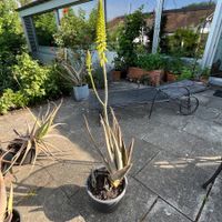 Aloe Vera Bio