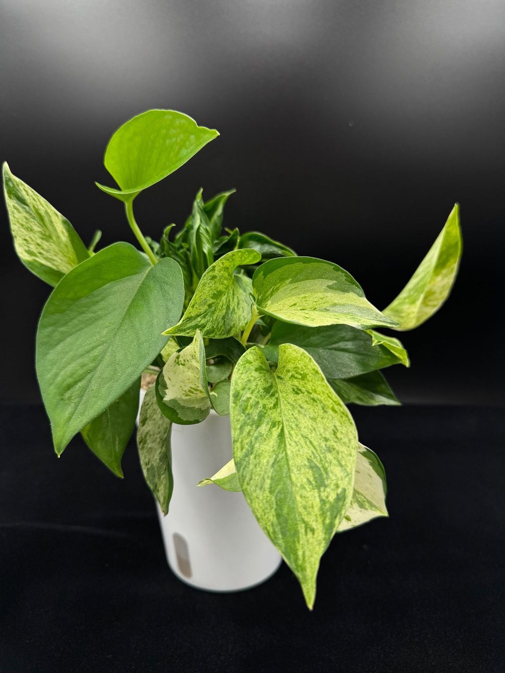 Piante & sementi: Epipremnum aureum, diverse Arten in Semihydro – Nuovo (secondo la descrizione) da Bühler venduto da googelibear 2
