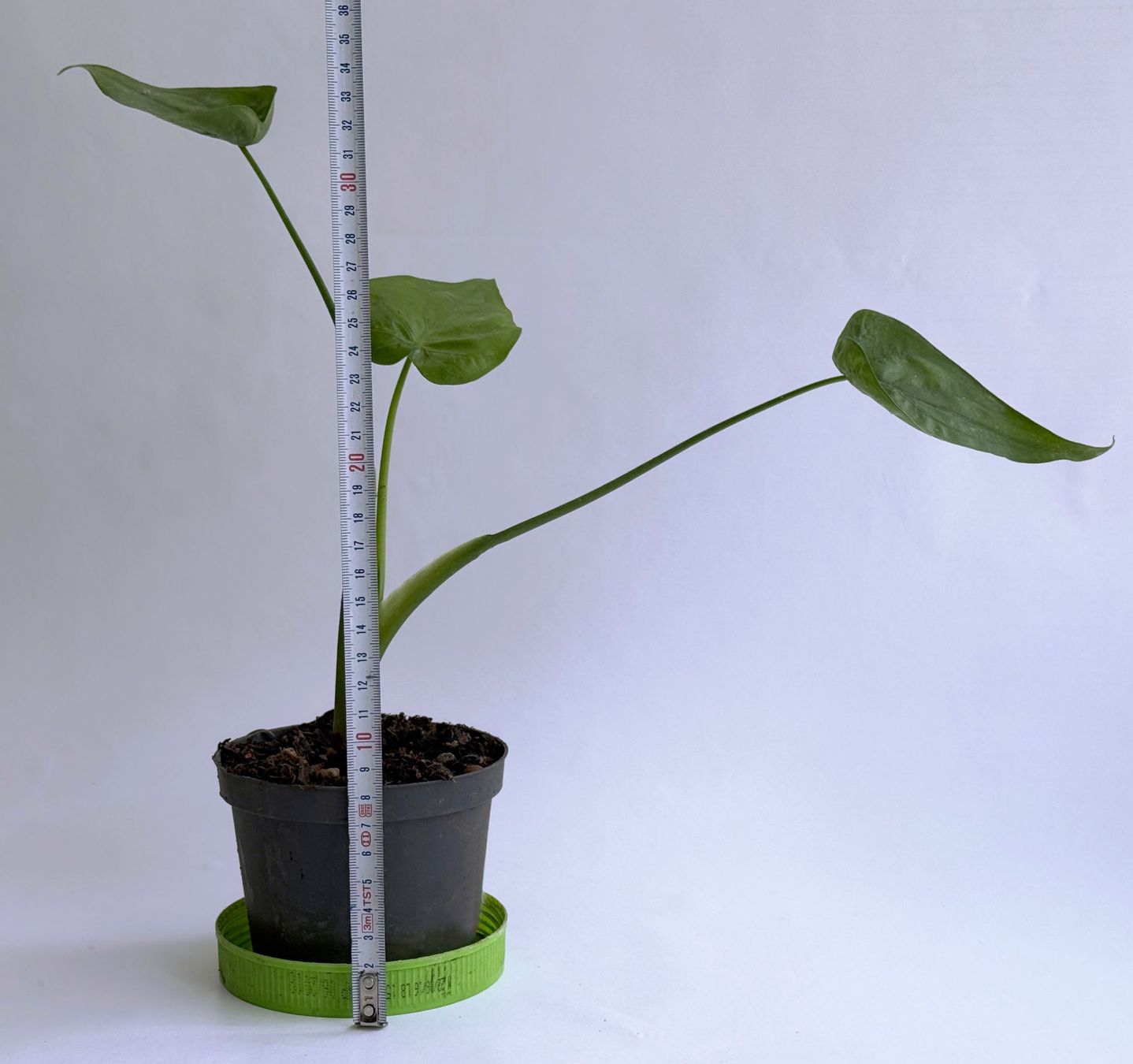 Piante & sementi: Alocasia*Elefantenohr oder Pfeilblatt***** – Nuovo (secondo la descrizione) da Dübendorf venduto da Orchid18 2