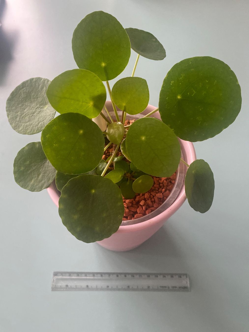 Piante & sementi: Geld - oder Dollarpflanze 'Pilea' mit Baby – Nuovo (secondo la descrizione) da Zürich venduto da echt01