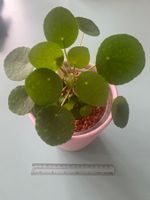 Geld - oder Dollarpflanze 'Pilea' mit Baby