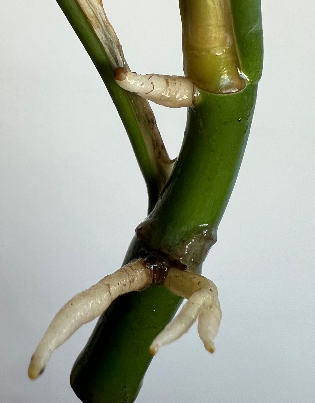 Piante & sementi: Monstera minima Kopfsteckling😍 – Usato da Glattpark(Opfikon) venduto da ste_n99y 2