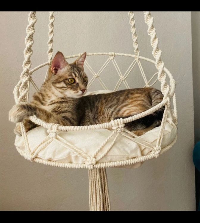 Katzen Kratzstuhl Mit Schaukel - Sisal Kratzfläche & Kühlfunktion