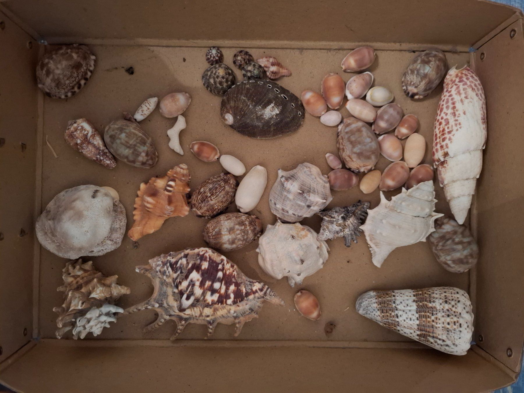 Fossili: Diverse Muscheln – Usato da Bern venduto da NiklausN