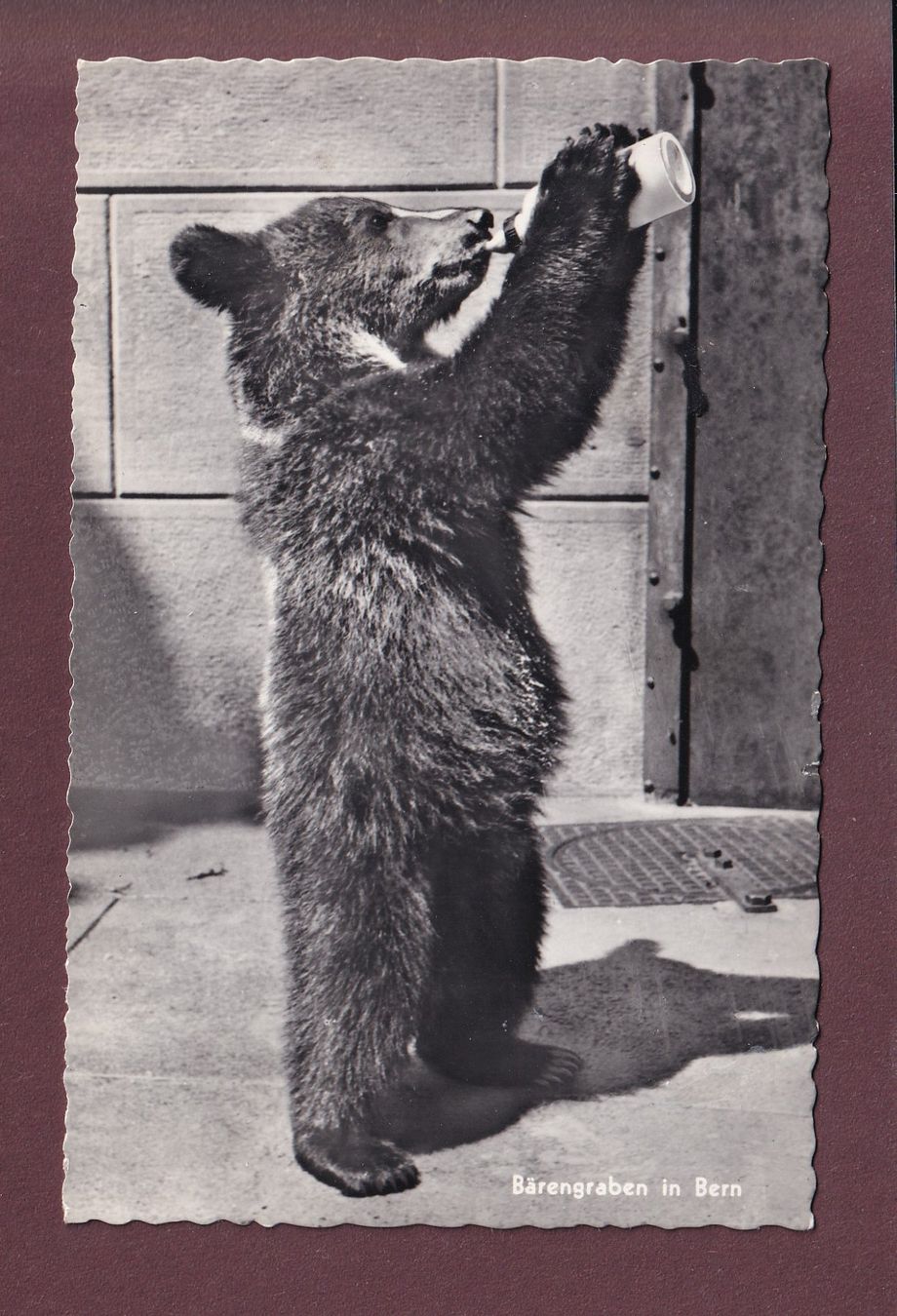 Cartoline postali: BERN - Bärengraben - 1962 – Usato da Pully venduto da nicecards