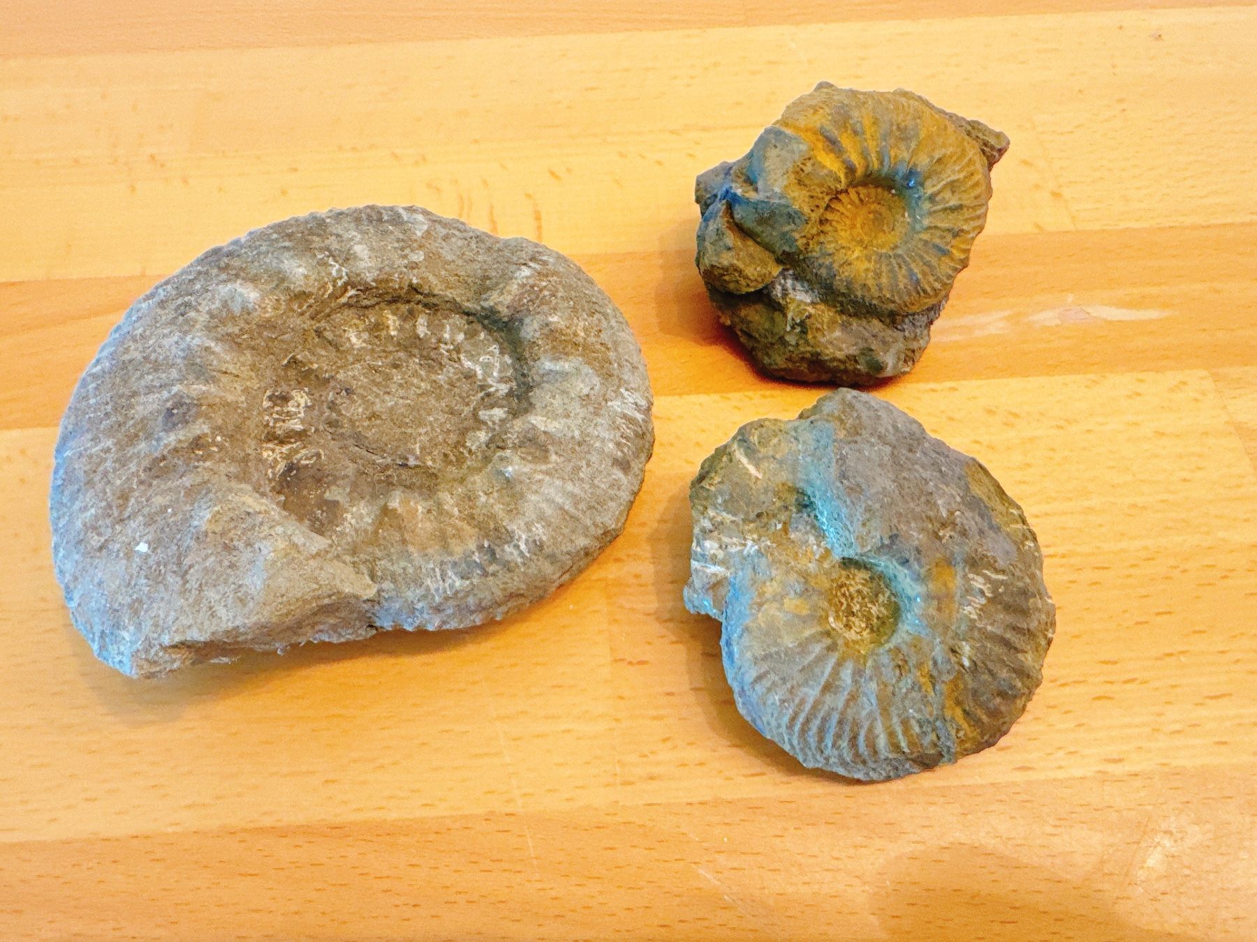 Fossilien: Fossilien-Set: Drei Ammoniten-Fossilien – Gebraucht aus Muttenz von denise06 1