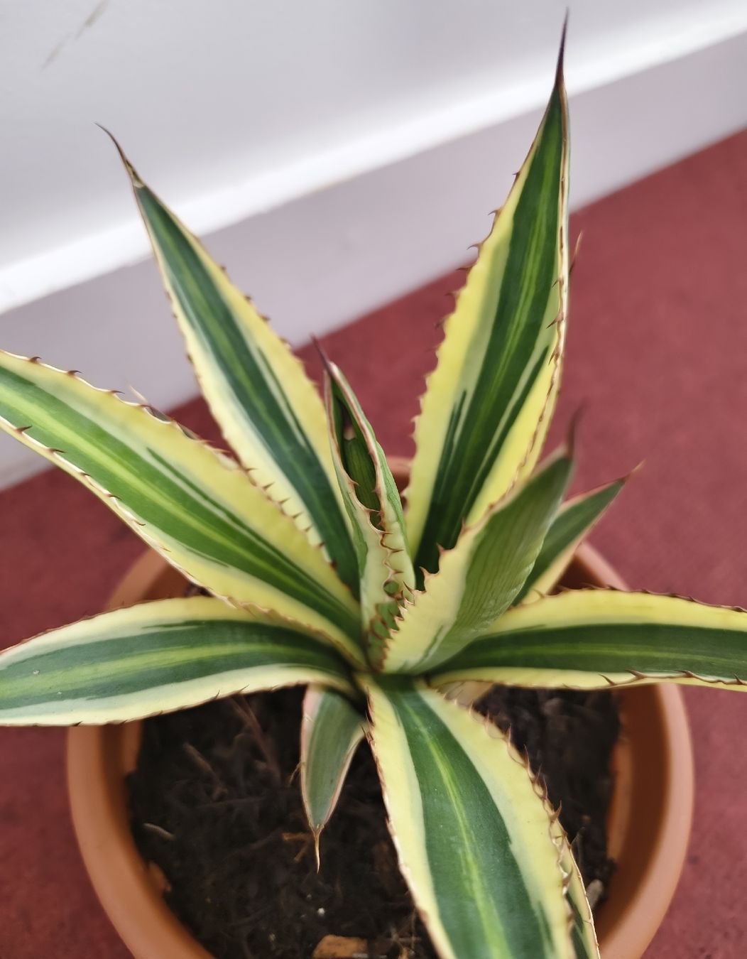 Piante & sementi: Junge Agave in Topf, 14cm Durchmesser – Usato da Konolfingen venduto da S1000RR-Karin 1
