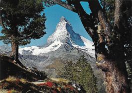 Bei Zermatt alte,knorrige Bergarven Matterhorn VS