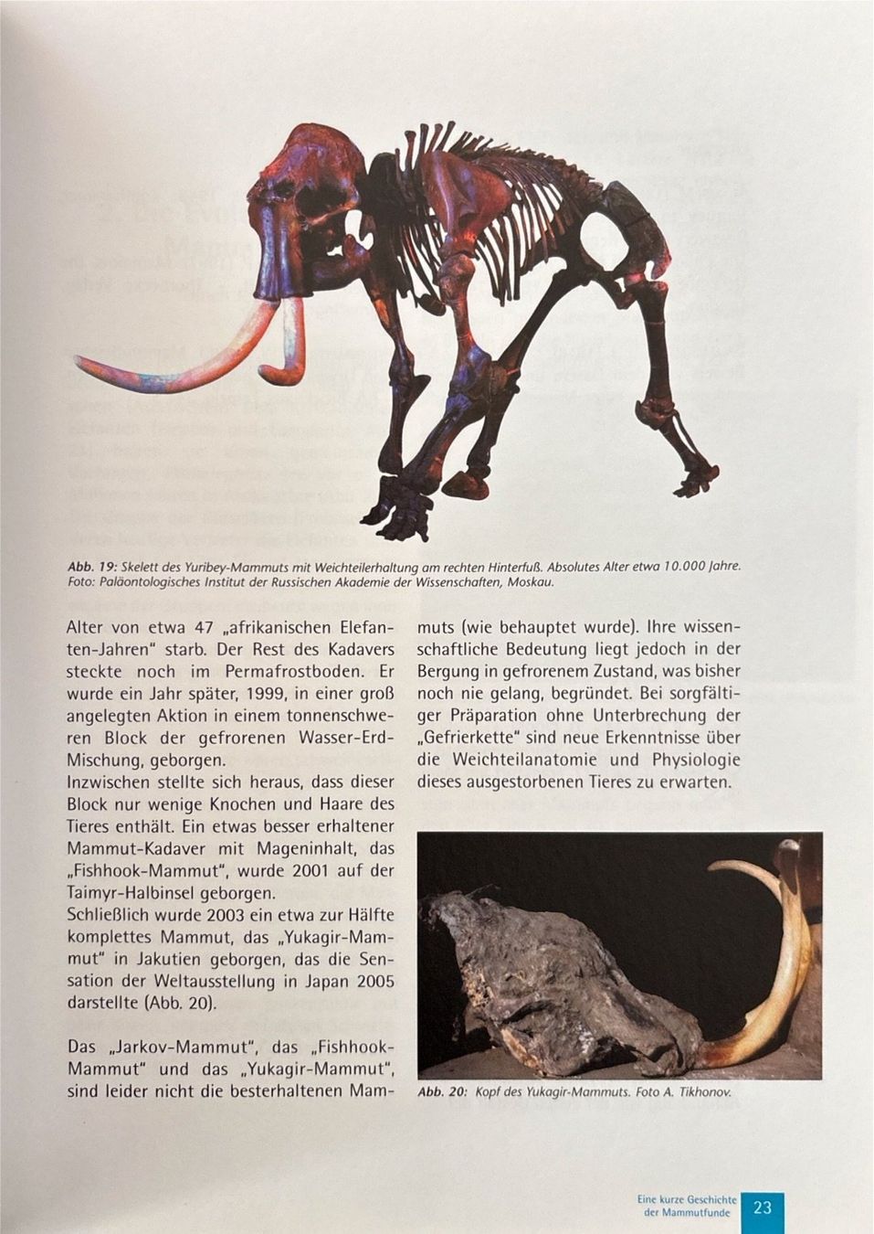 Libri: Mammut - Elefanten der Urzeit – Nuovo (secondo la descrizione) da Sarnen venduto da Livres 4