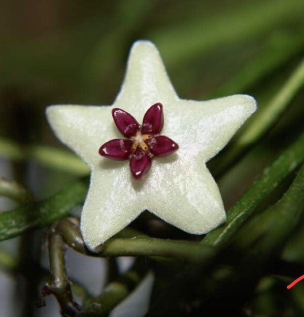 Piante & sementi: Hoya Retusa – Nuovo (secondo la descrizione) da St.Erhard venduto da Plumilandschweiz