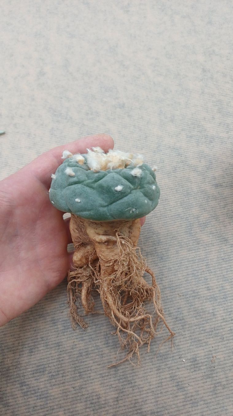 Plantes & graines: Lophophora decipiens – D'occasion à Neftenbach par QuiQuo