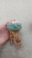 Lophophora decipiens