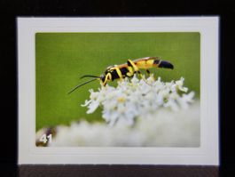 MIGROS MANIA Nature Detectives Nr. 41