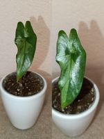 Alocasia Shattered Glass