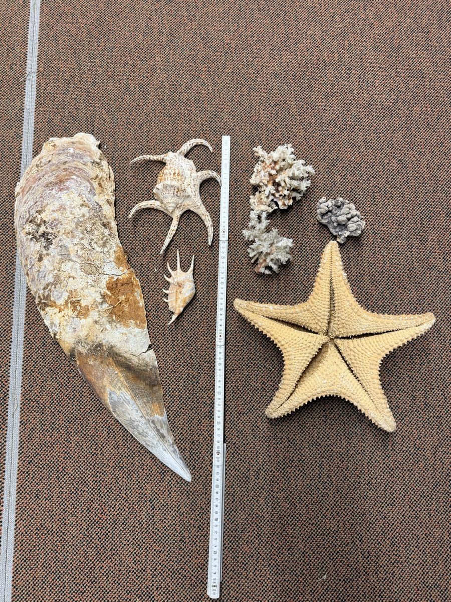 Alle Dekorationen: Muscheln Aquarium Dekoration – Gebraucht aus Zürich von d-ron