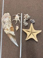 Muscheln Aquarium Dekoration