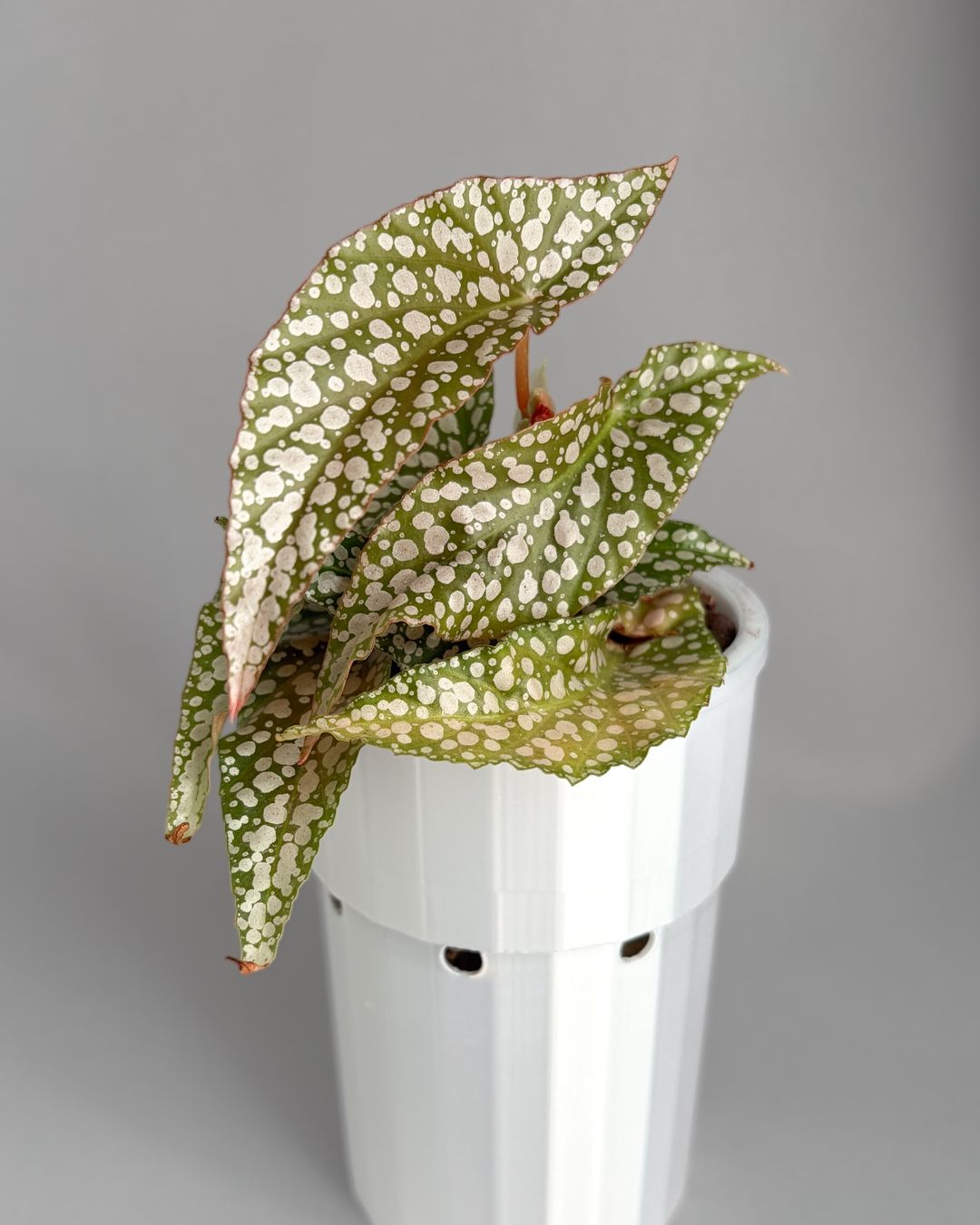 Plantes & graines: Begonia Maculata Double Dot – Neuf (Voir description) à Seuzach par ani_ma 1