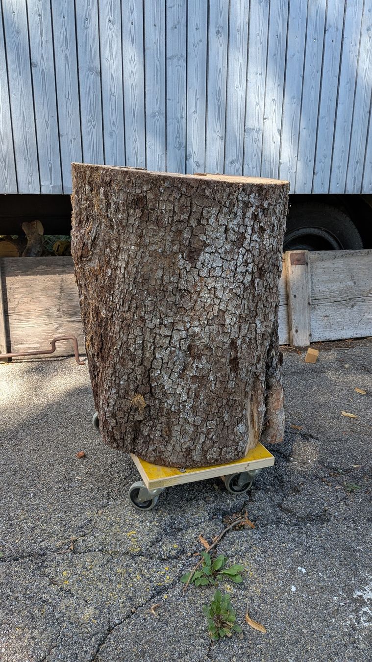 Articoli in legno: Birnbaum Stamm hohl – Nuovo (secondo la descrizione) da Wattwil venduto da Woodbender 3