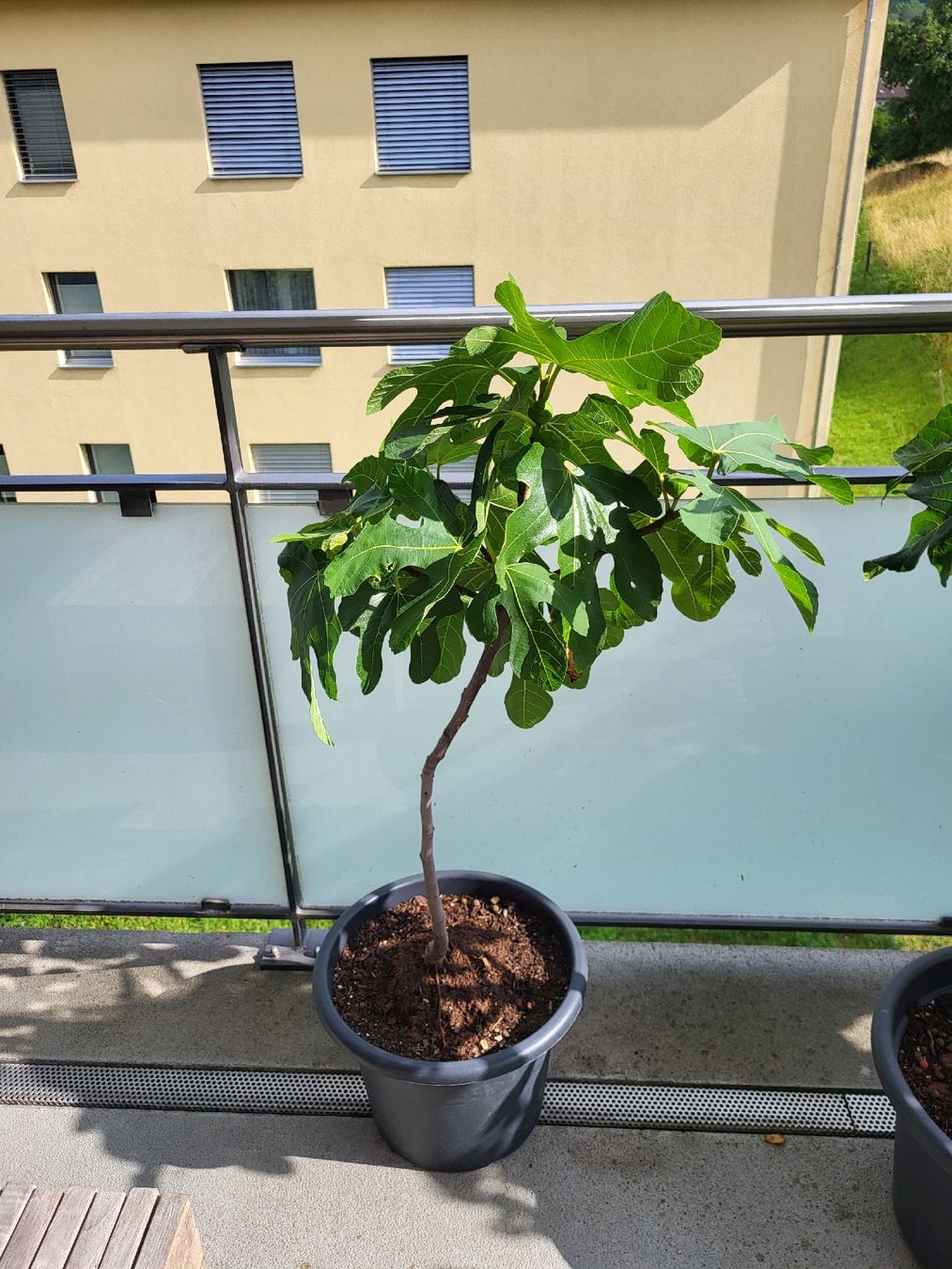 Plantes & graines: Feigenbaum Topf junger Baum mit Fruechten und Blättern – D'occasion à Zürich par Lizi7