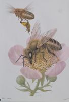Vintage Schulwandbild : BIENE - Abeille - l'Ape  #ti