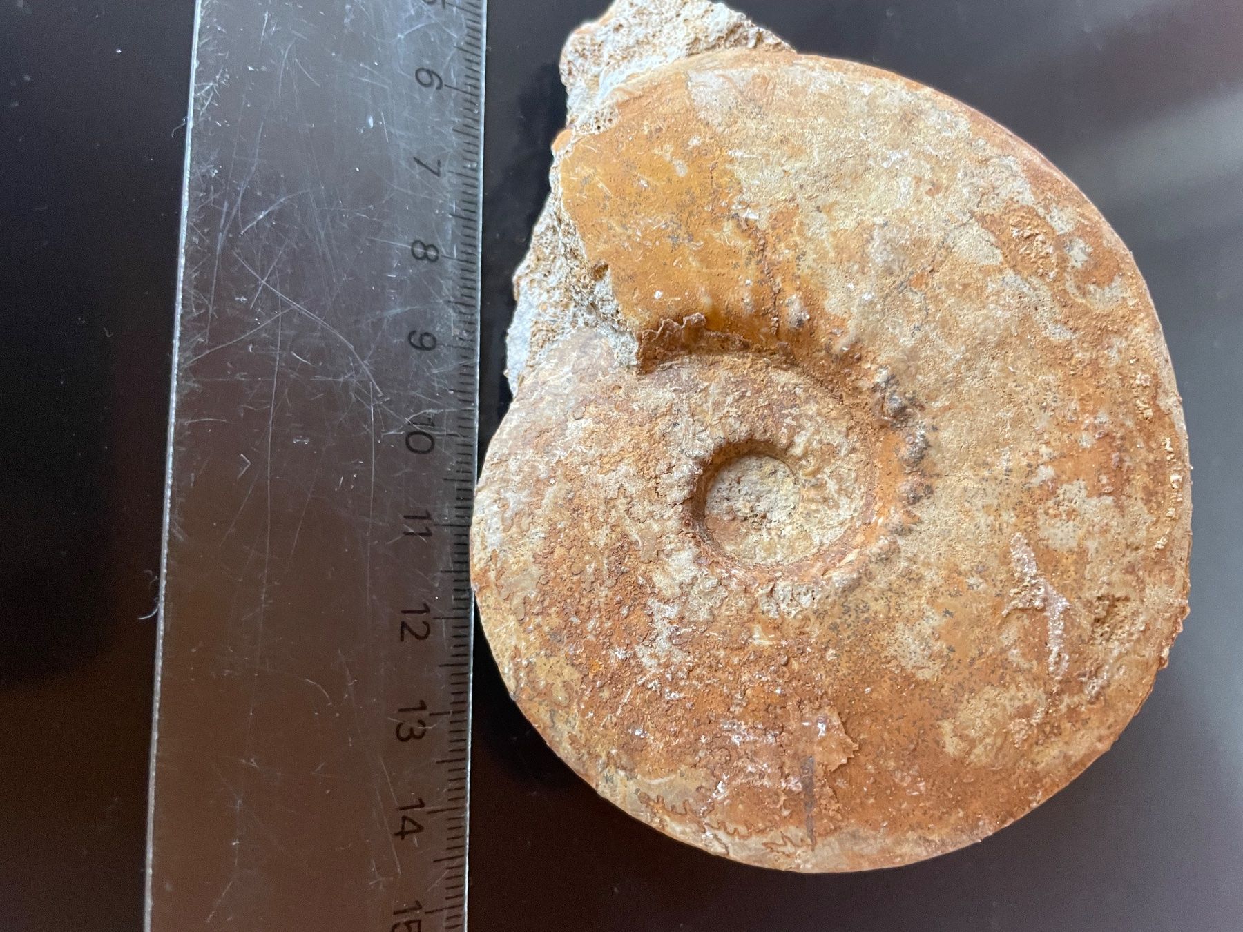 Fossilien: Fossilien Ammonit Kosmoceras sp. 10 cm – Gebraucht aus buch am irchel von Hildoceras