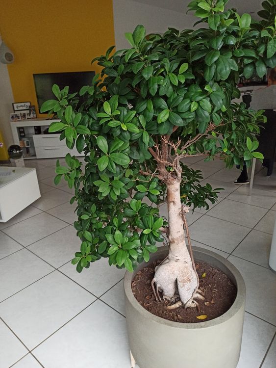 Fiicus Ginseng Bonsai Baum mit Topf Kaufen auf Ricardo