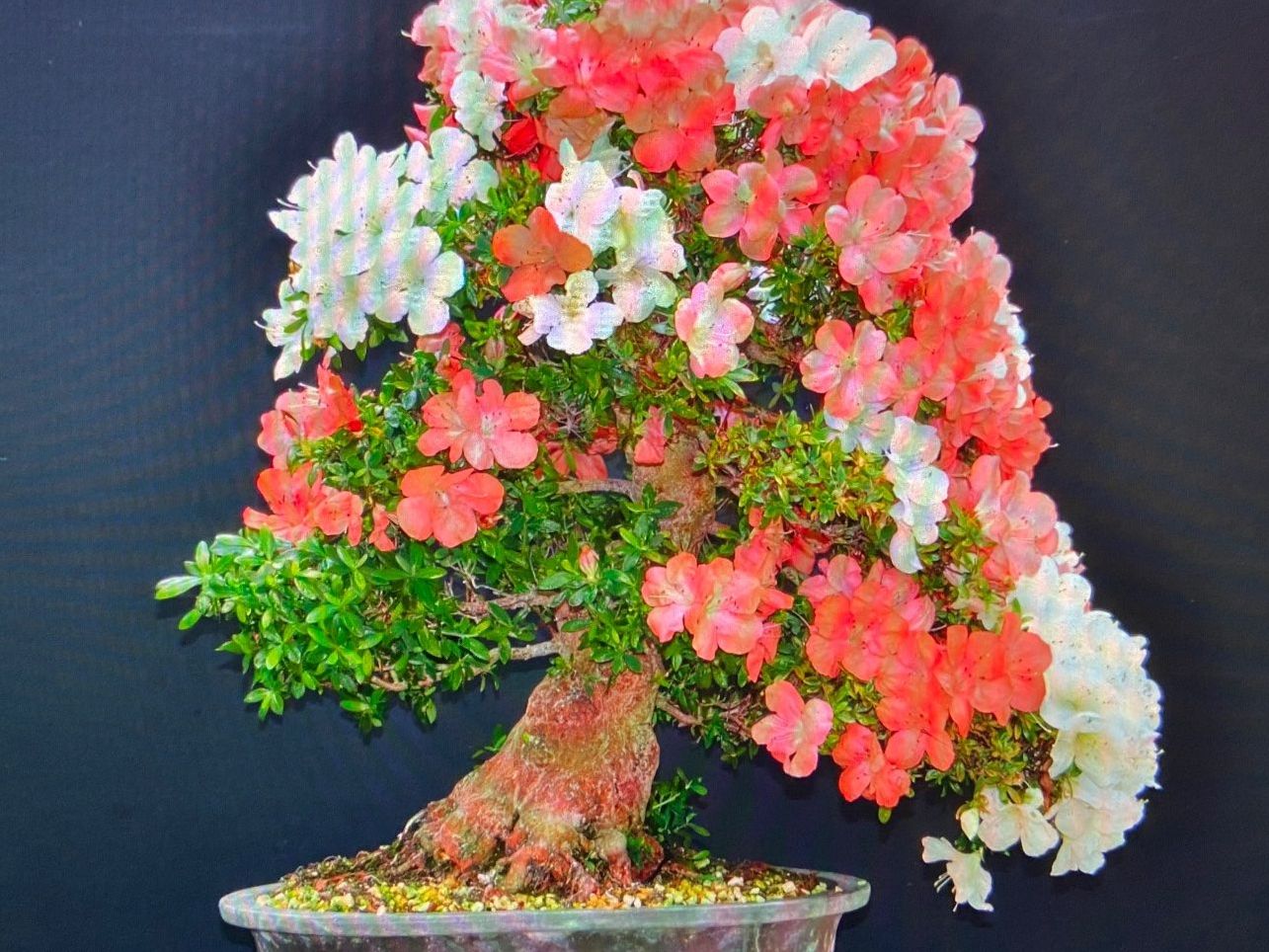 Plantes & graines: Bonsai d'exception solitaire: Azalée de Satsuki – D'occasion à Epalinges par Wimmsi 8