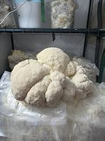 Lion?s Mane ? Hericium erinaceus (Crinière de Lion) 