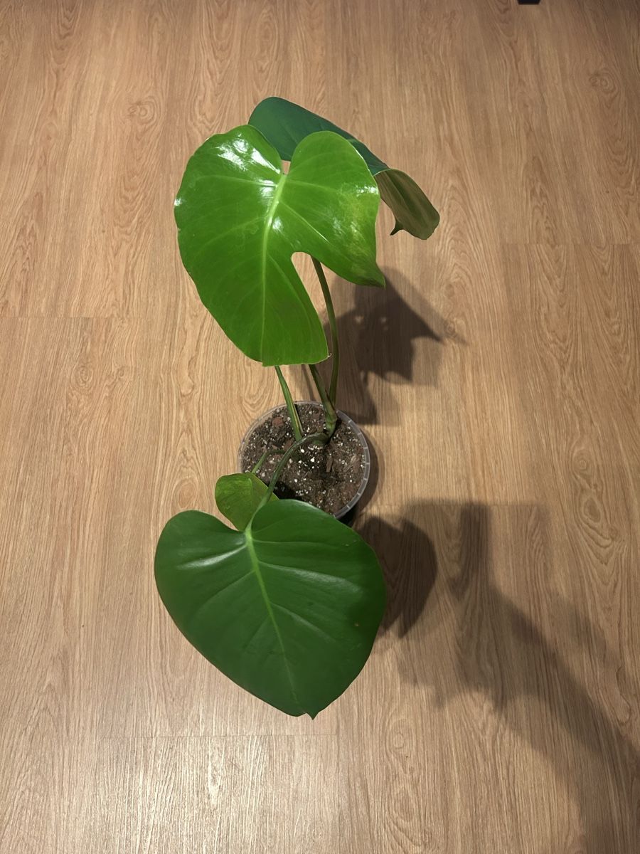 Piante & sementi: Monstera Deliciosa Nr.2 – Usato da Luzern venduto da ITnoah 3