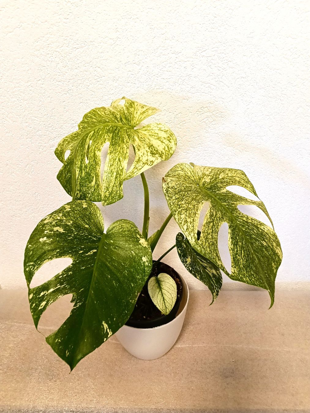 Pflanzen & Samen: Monstera Deliciosa Mint – Neu (gemäss Beschreibung) aus schöftland von UniquePlants