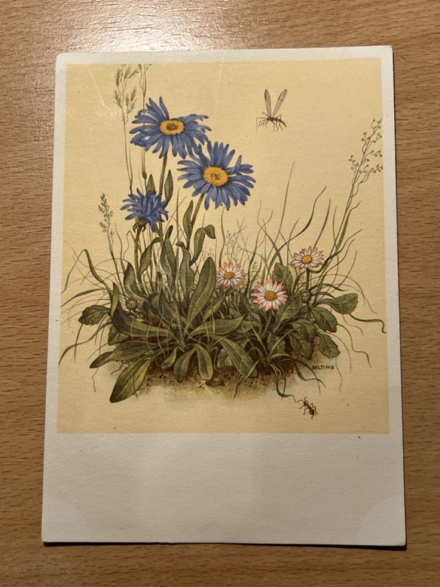 Cartoline postali: Alte Ansichtskarte Sommerliche Blumenwiese, Grussbotschaft – Usato da Hinwil venduto da Chuan2
