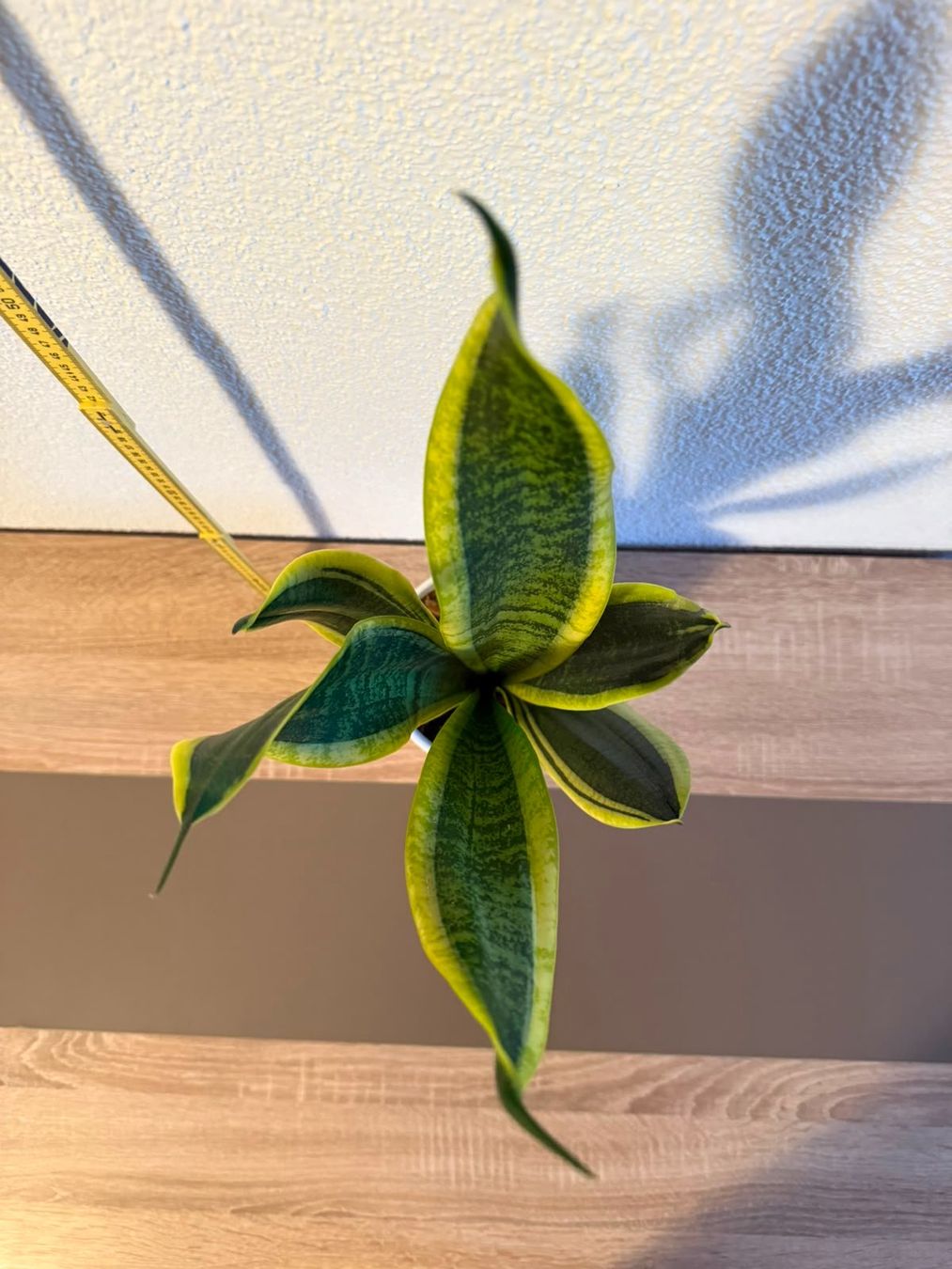 Pflanzen & Samen: Sansevieria – Neu (gemäss Beschreibung) aus Biel/Bienne von Zookeeper 2