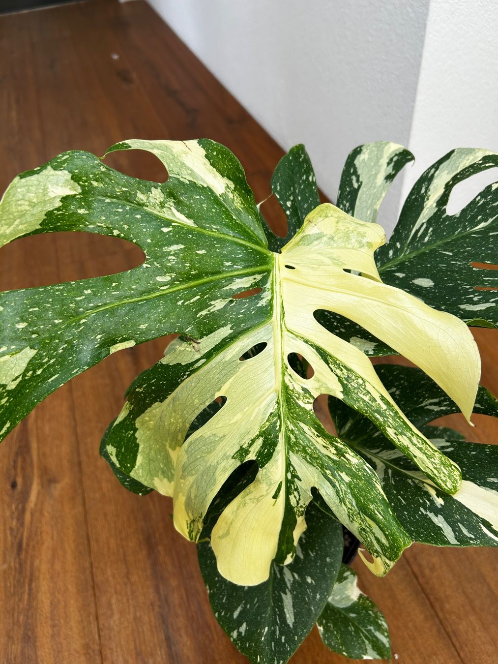 Pflanzen & Samen: Monstera Thai Constellation💚 – Gebraucht aus Wattwil von Mikesplantshop 1