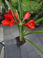 Amaryllis – selbst aus Samen gezogen, 2 Jahre Aufzucht