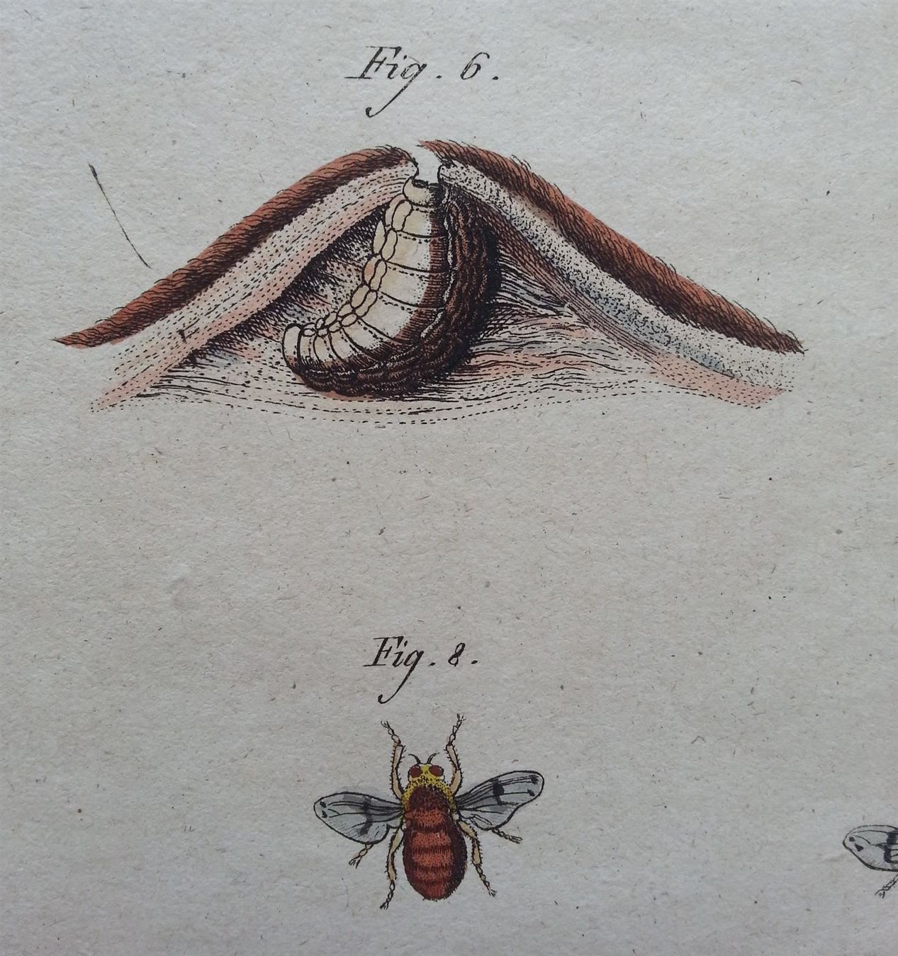 Incisioni: Kupferstich 2x Schädlinge, J. Schmuzer, um 1790 – Usato da Oberriet SG venduto da ganesh435 4