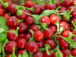 100 Cherry Chili Kirchchili Samen