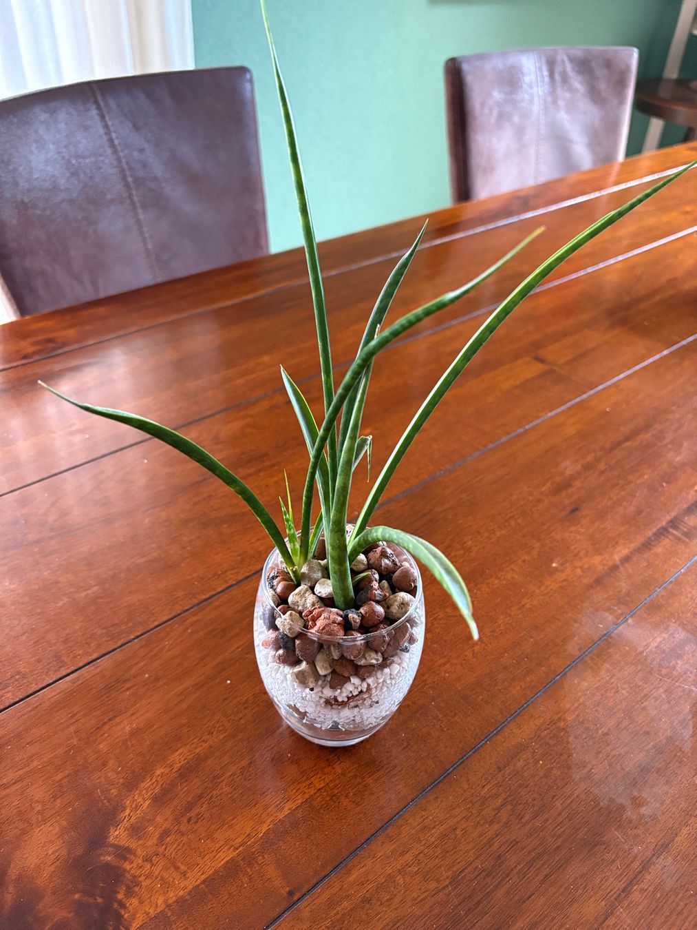 Piante & sementi: Sansevieria Cylindrica – Nuovo (secondo la descrizione) da Erlinsbach SO venduto da sofieee