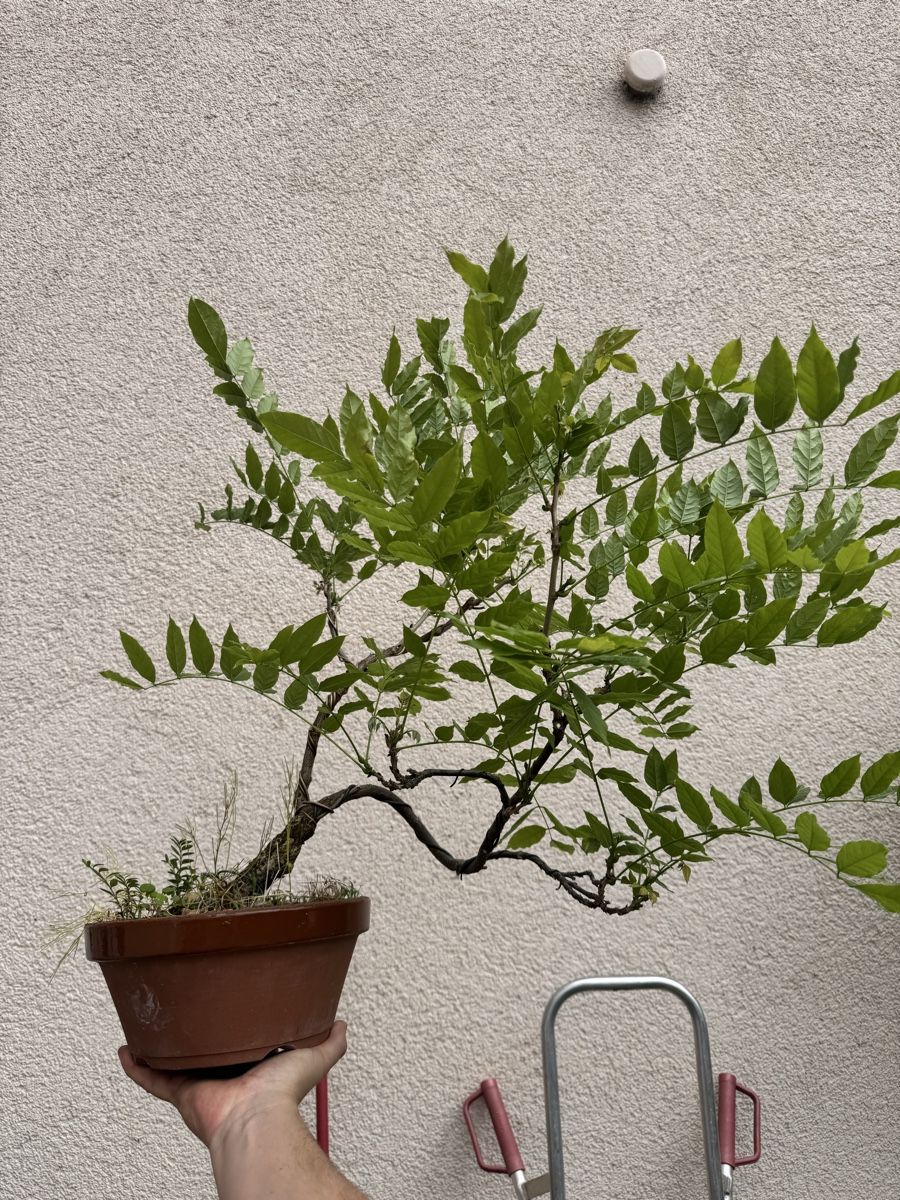 Piante & sementi: Wisteria Chinesischer Blauregen Pre-Bonsai – Usato da Rümlang venduto da Gruseh.ch 5