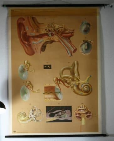 Foto & Immagini: Schulwandbild "Das Hörorgan" 1962 – Usato da Birrwil venduto da brandschatz_birrwil 1