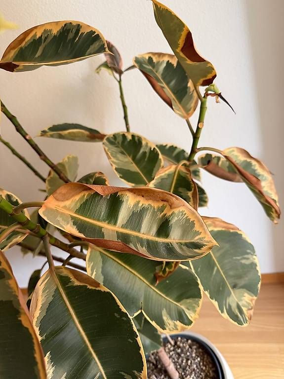 Pflanzen & Samen: Ficus Pflanze – Gebraucht aus Zürich von Lallilu 3