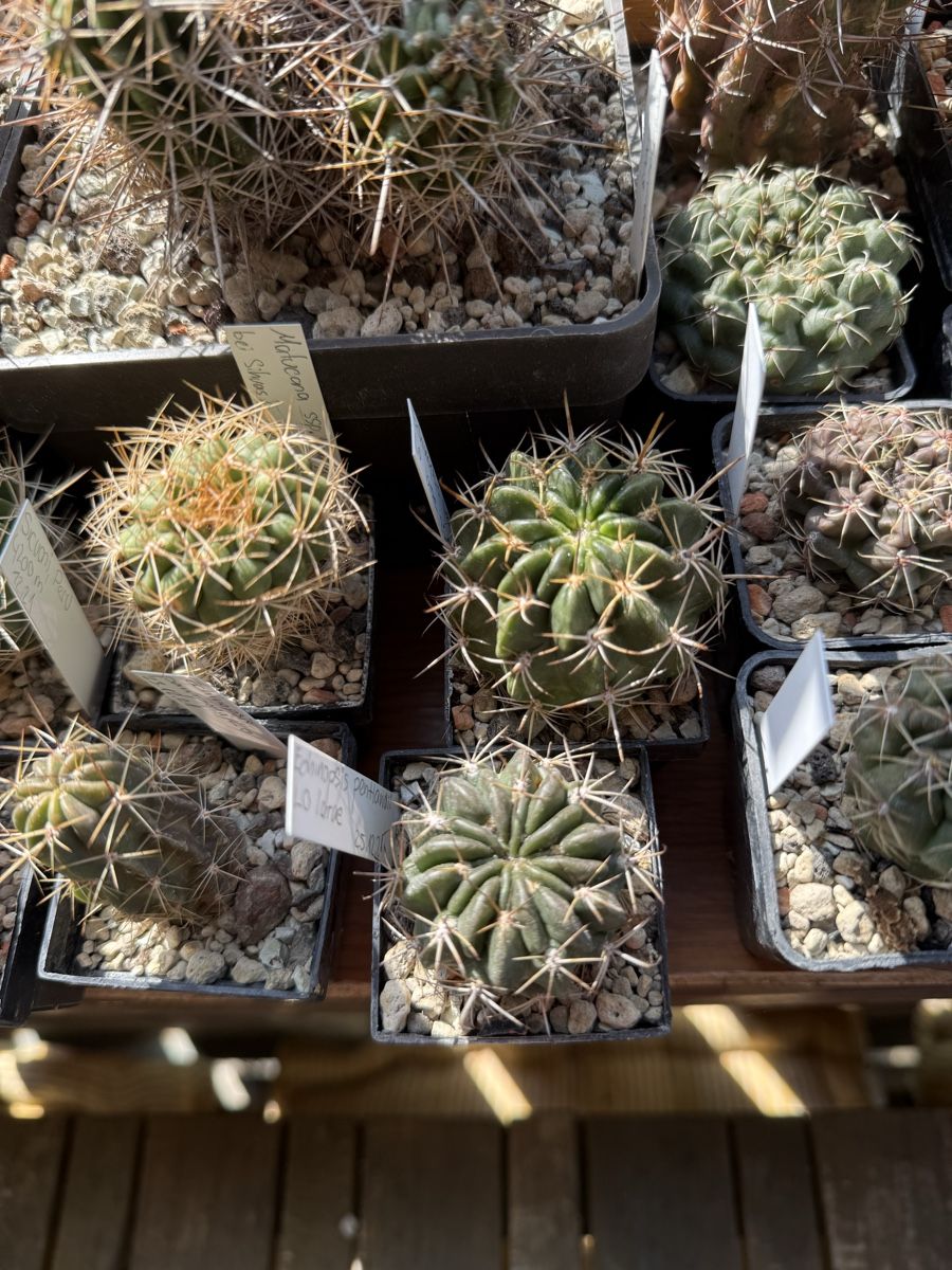 Piante & sementi: Echinopsis pentlandii / LO larae – Usato da Rorbas venduto da SimS0n