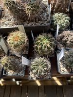 Echinopsis pentlandii / LO larae