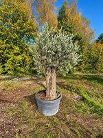 Aktion Olivenbaum "Olea Europea 19" Winterhart"